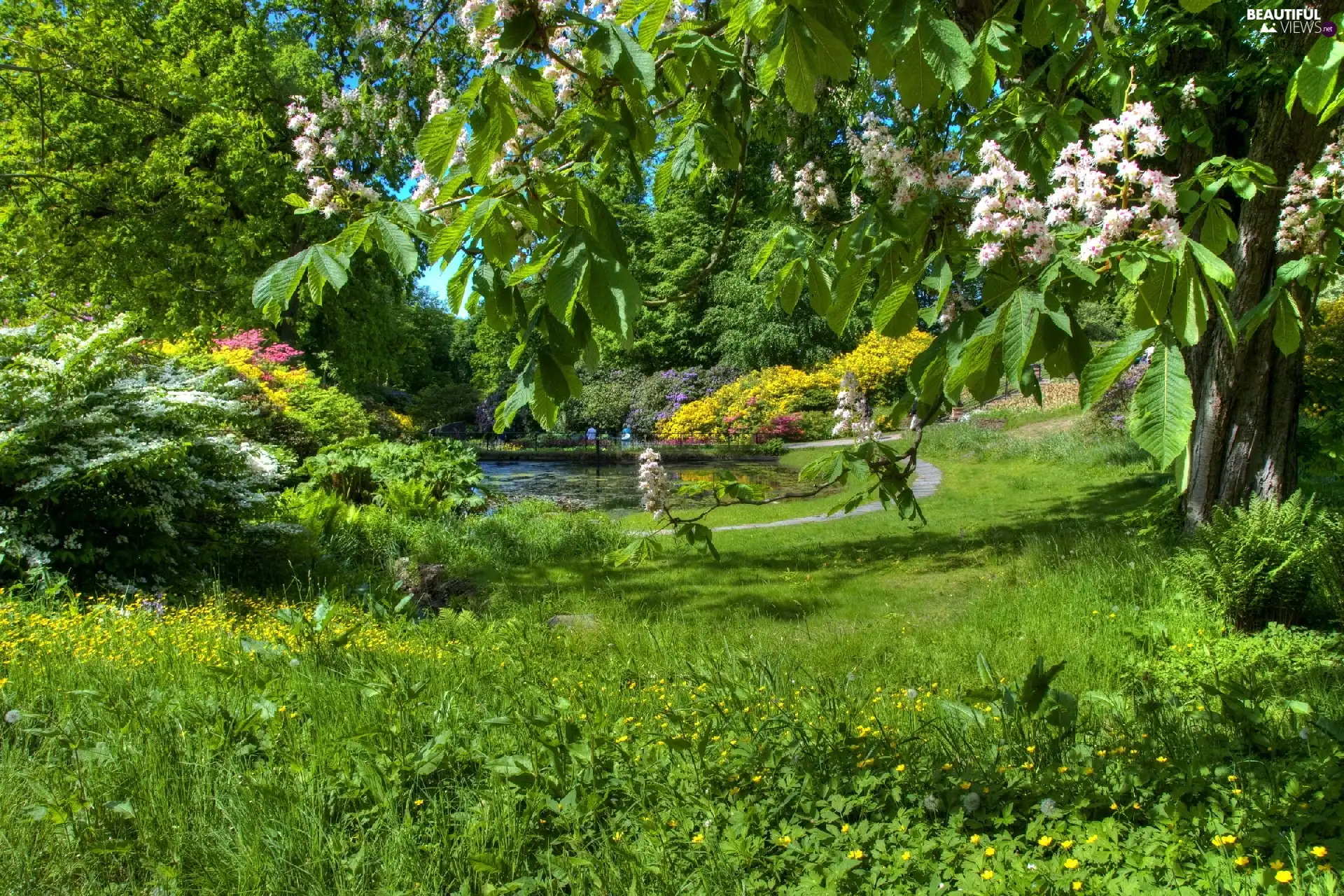 Garden, viewes, Flowers, trees