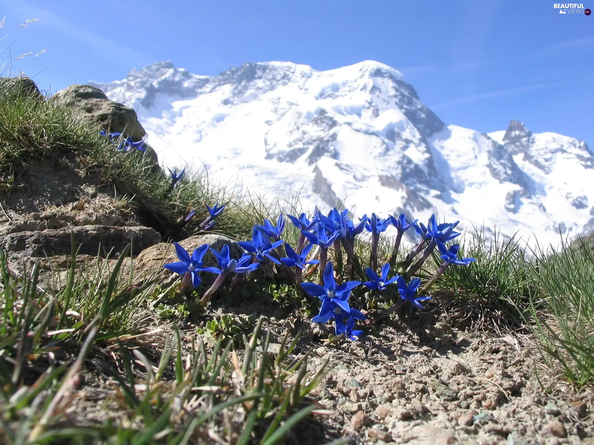 Alpine Gentian, Mountains, Flowers