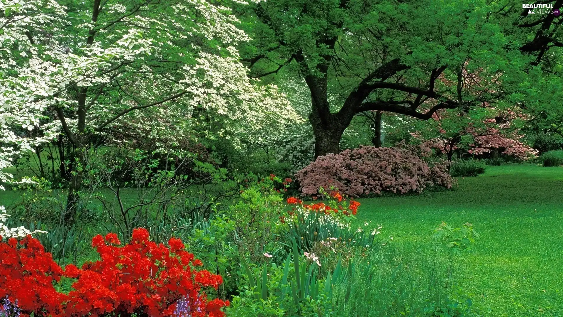 Flowers, Park, green