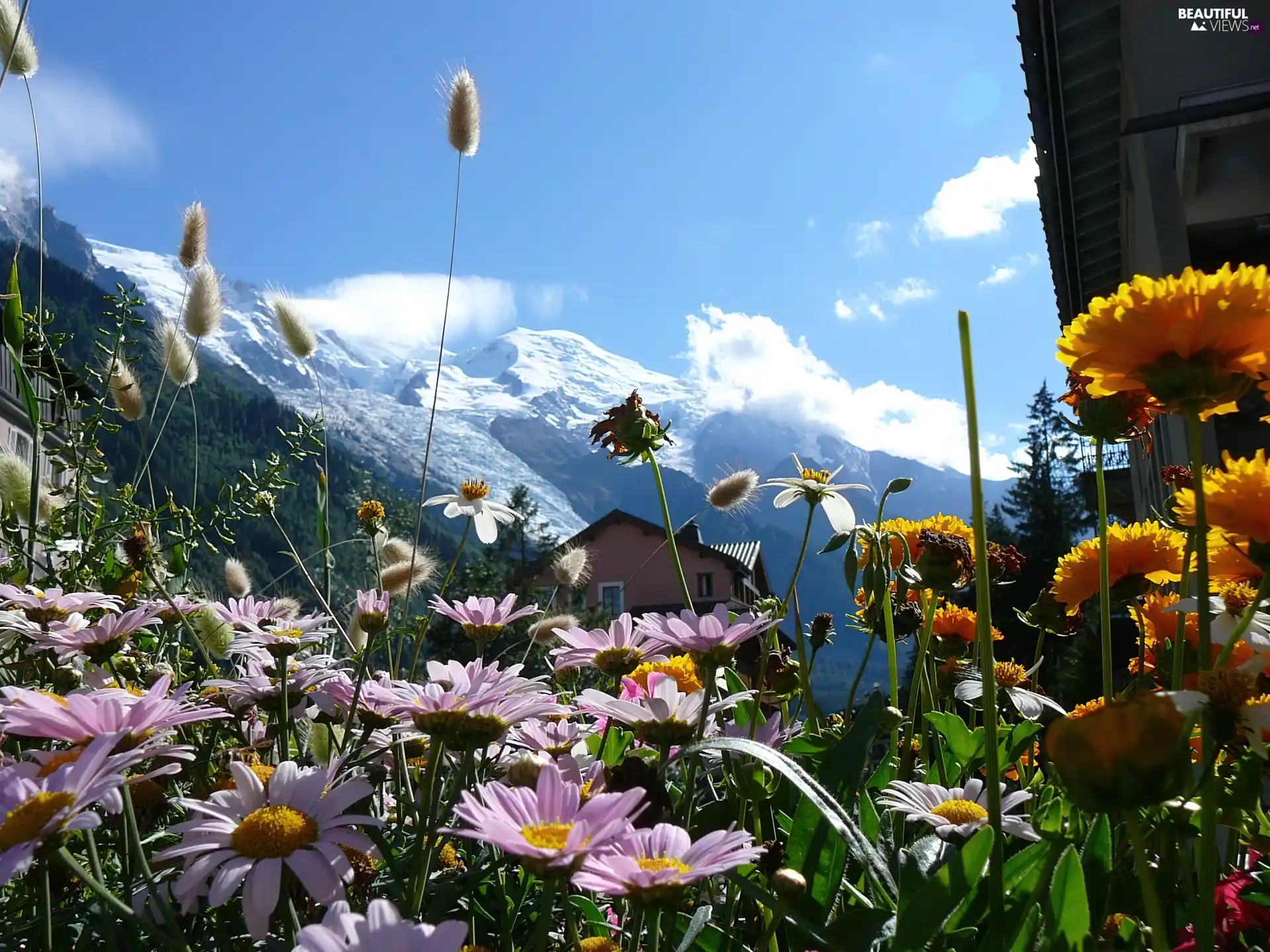 Flowers, Mountains, house