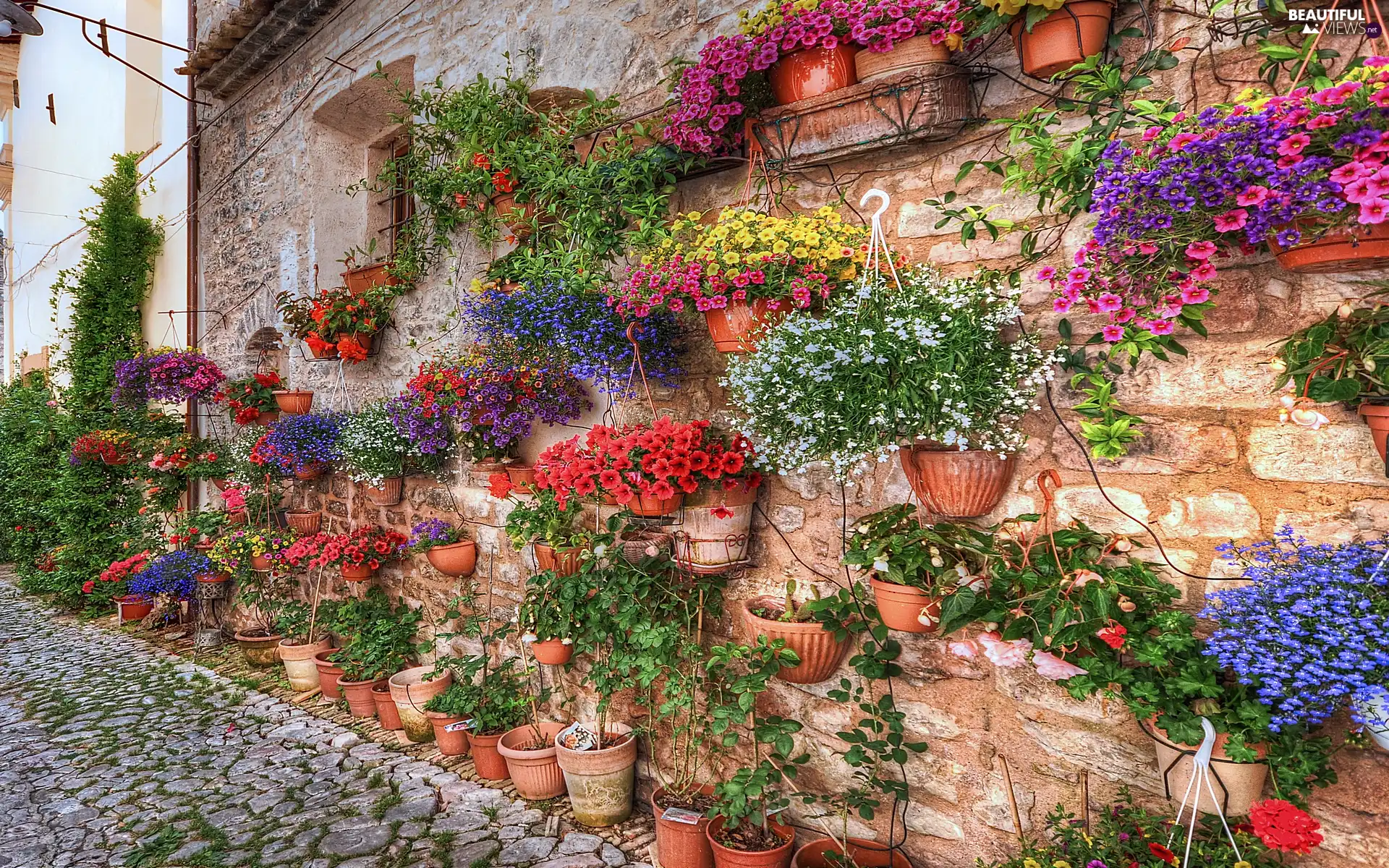 Flowers, Spring, house