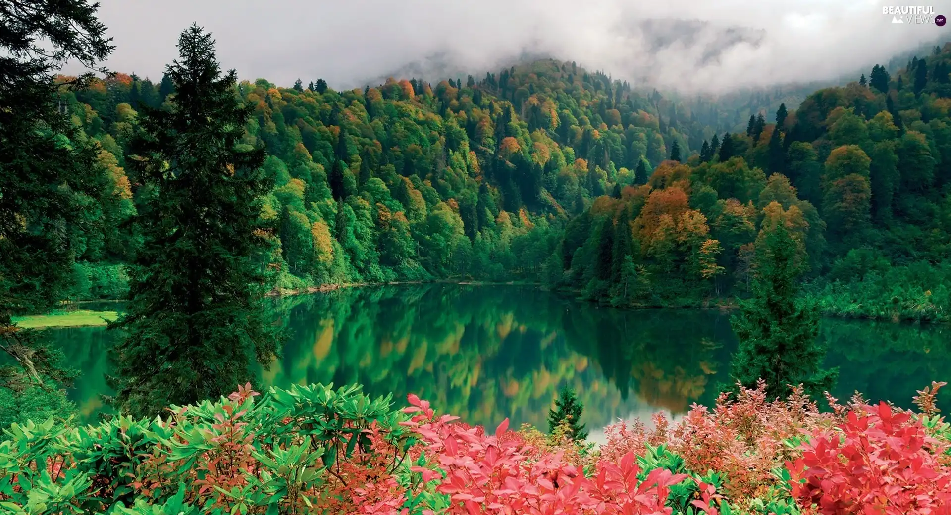 Flowers, woods, lake