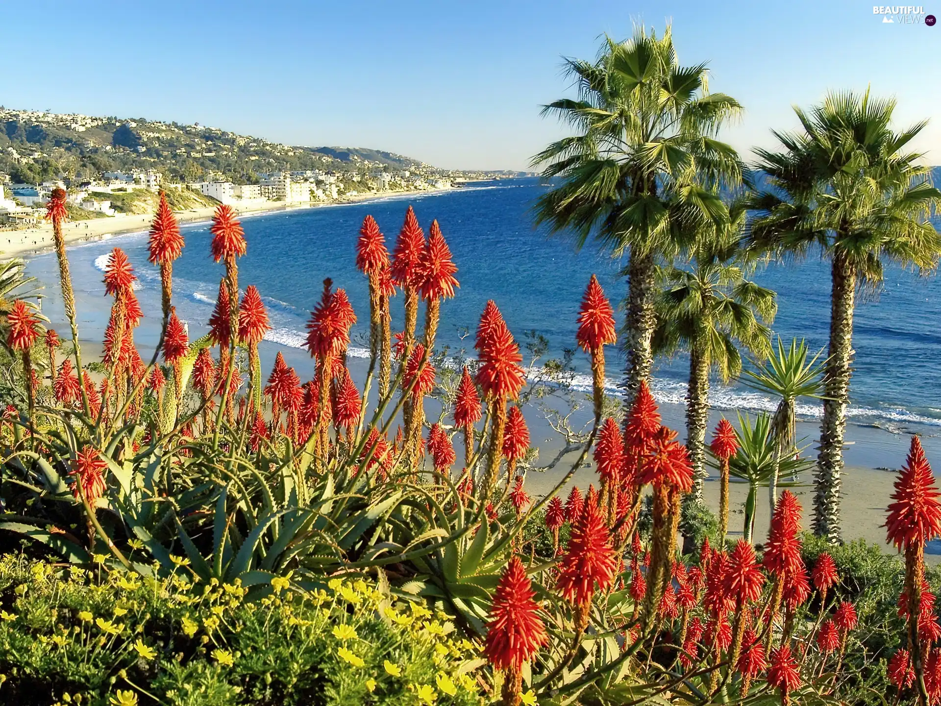 landscape, Palms, Flowers, sea