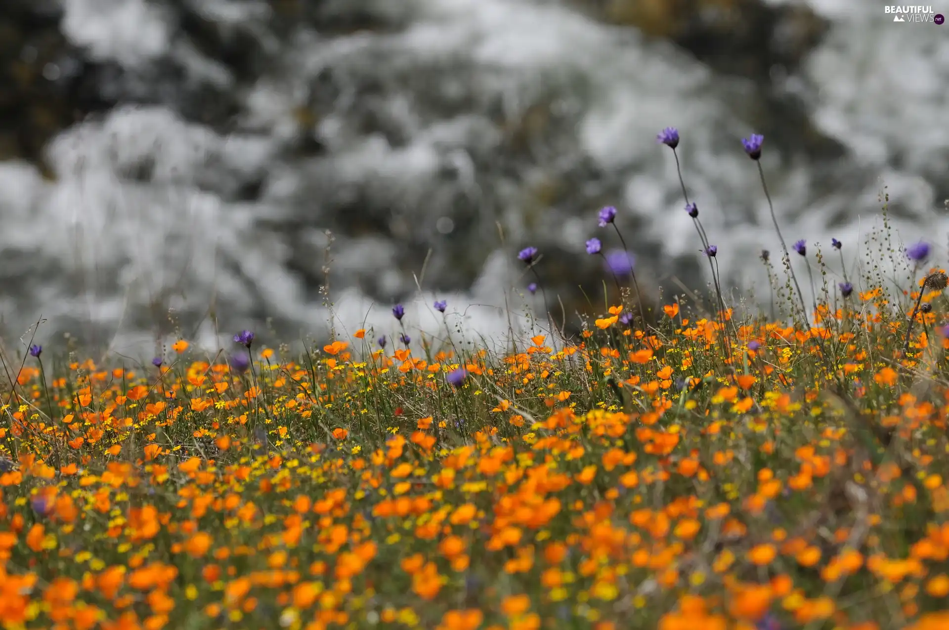 Flowers, clouds, Meadow