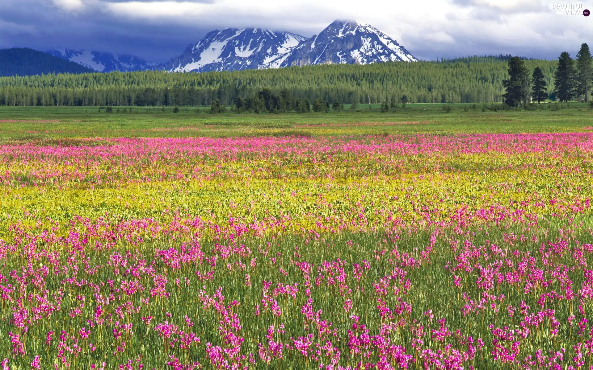 Flowers, Mountains, Meadow