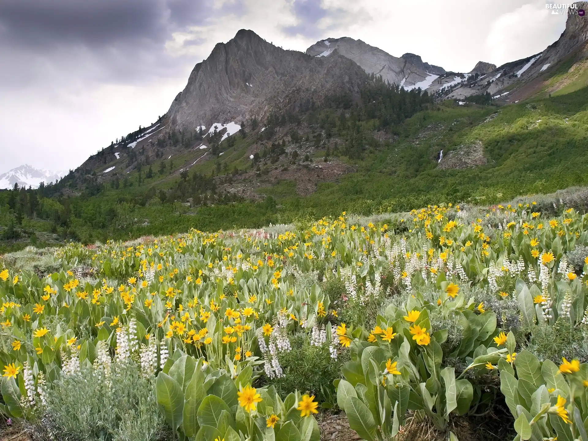 Flowers, Mountains, Meadow