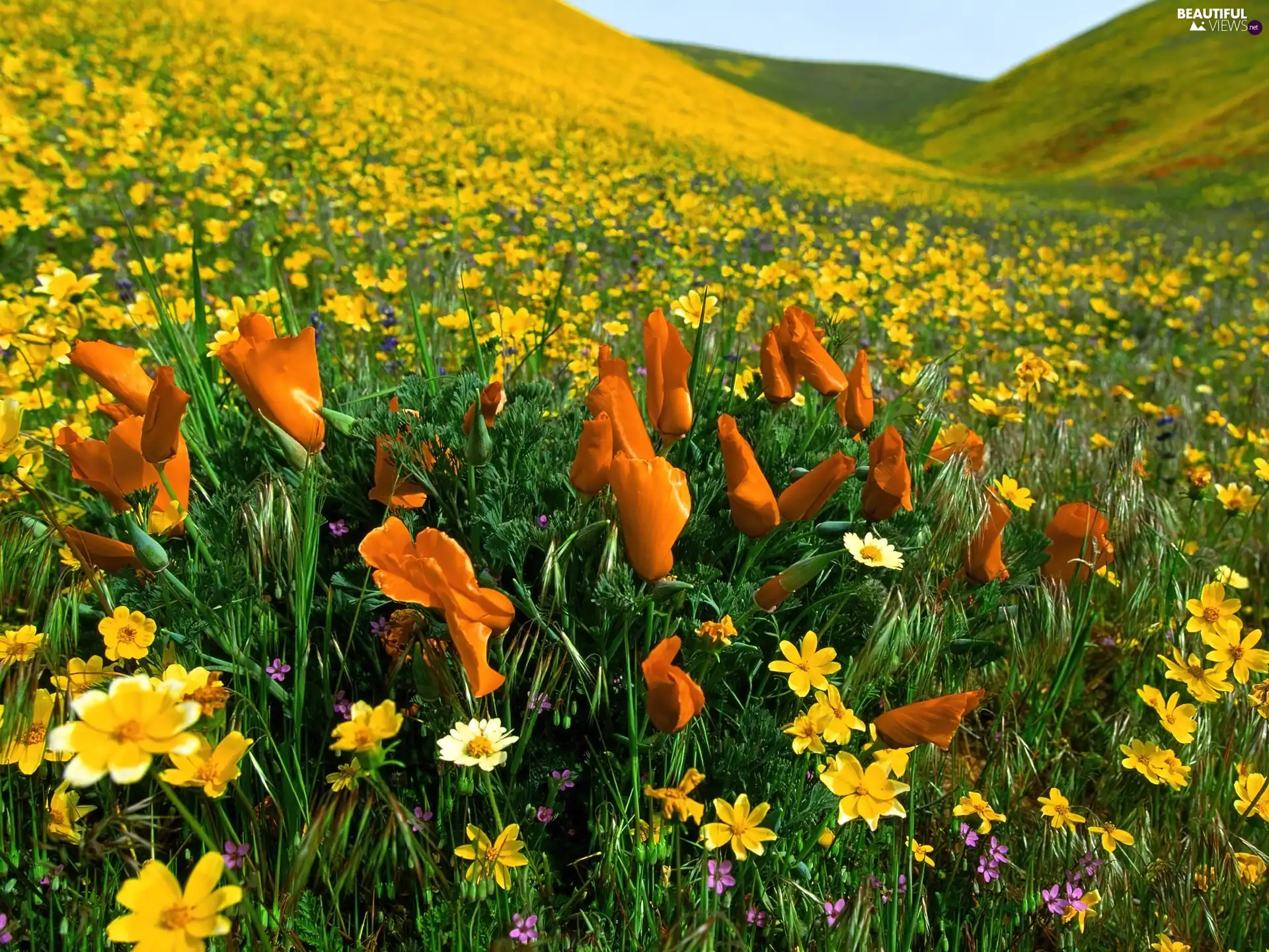 Meadow, Orange, Flowers, Yellow