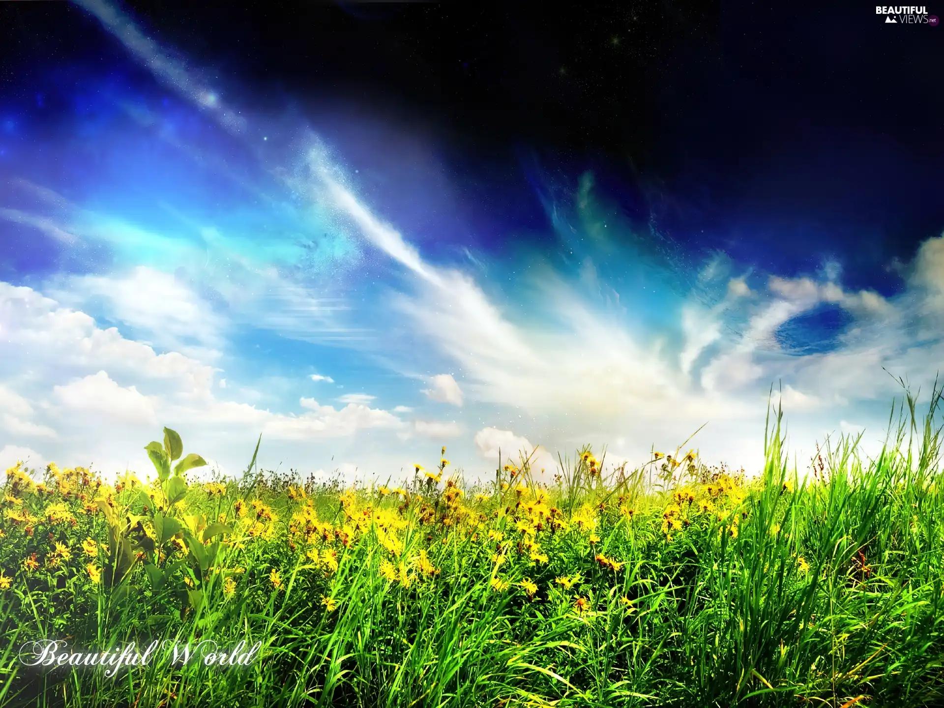 Flowers, Sky, Meadow