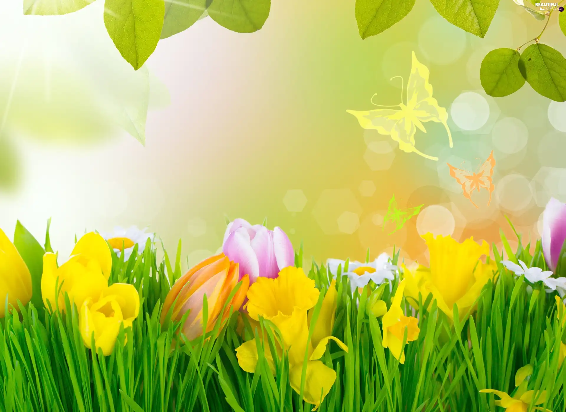 Flowers, Spring, Meadow