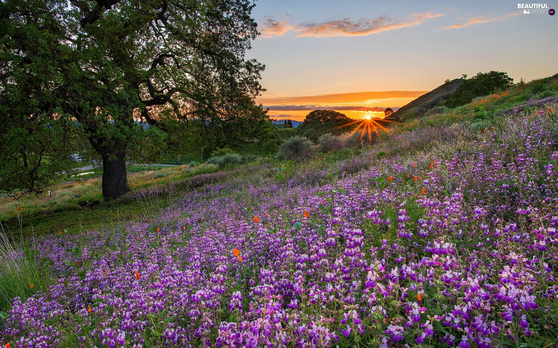 viewes, Great Sunsets, Flowers, trees, Meadow