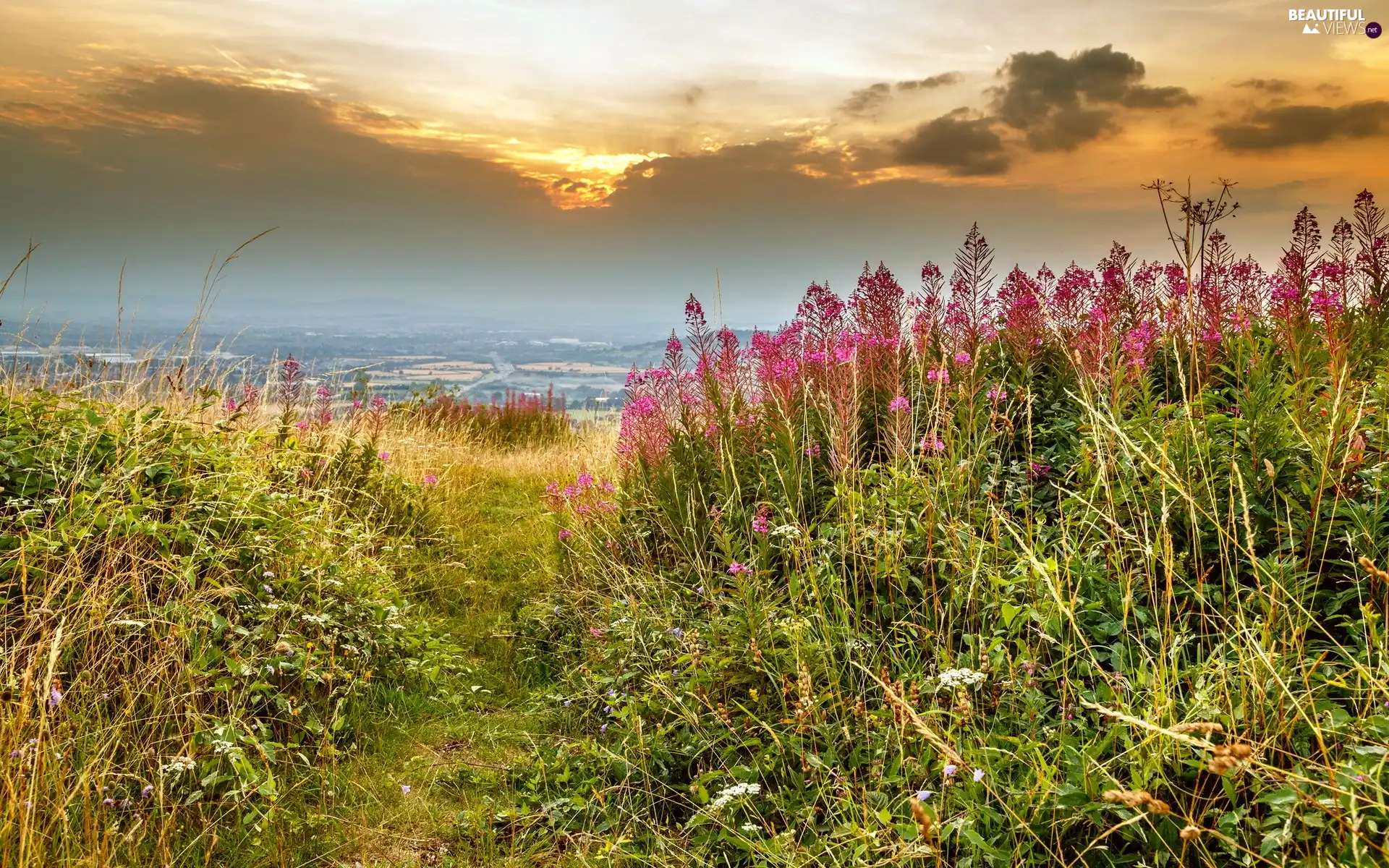 Meadow, Wildflowers, Flowers, grass