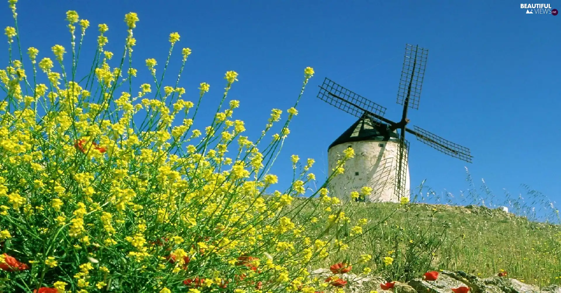 Flowers, Windmill, Meadow