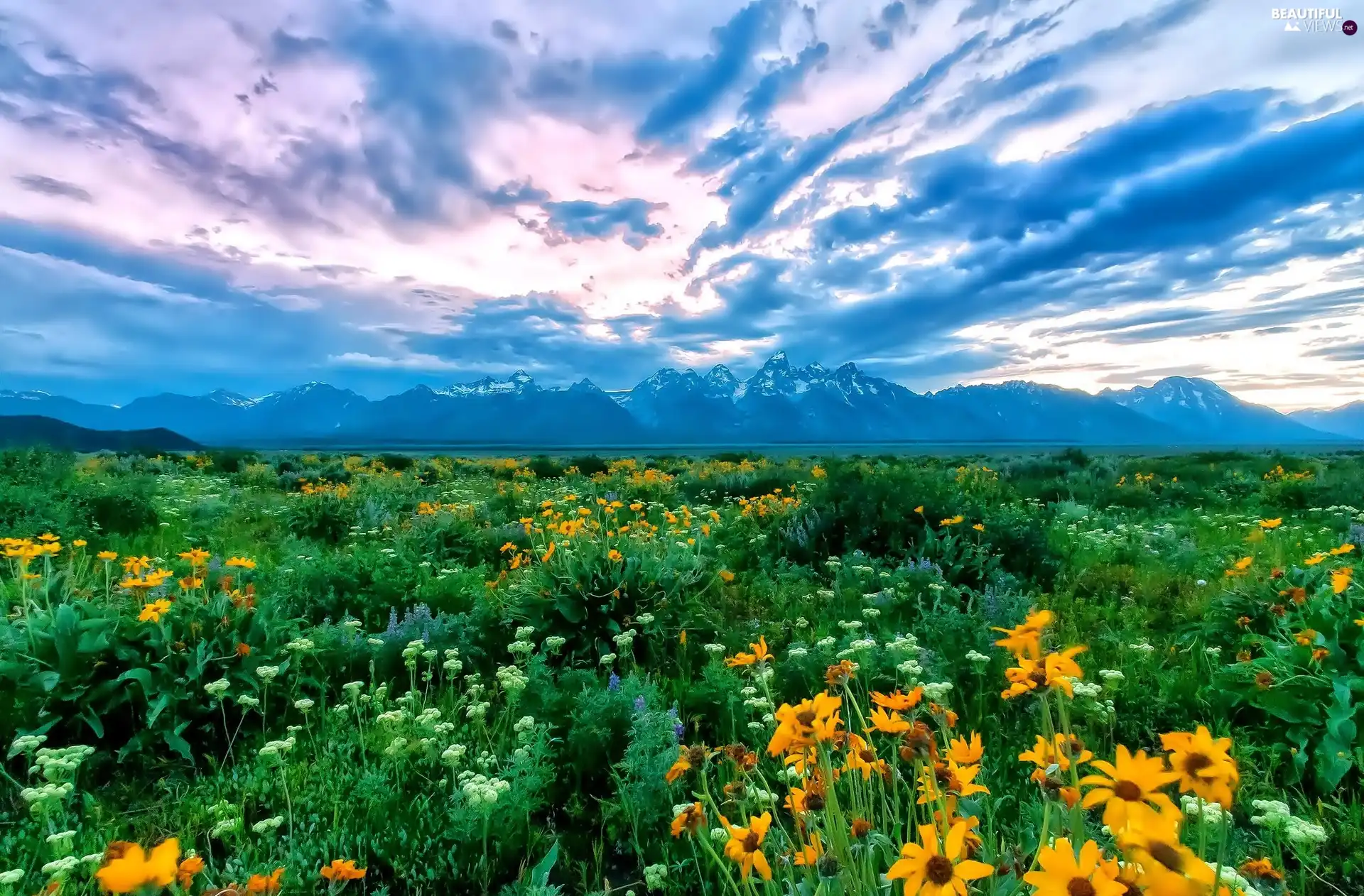 Mountains, clouds, Flowers, Meadow