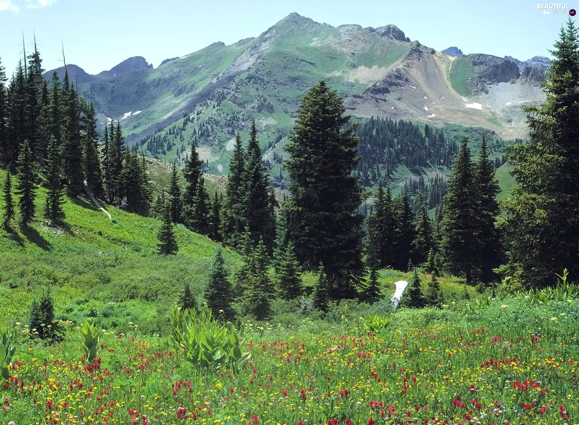 Mountains, viewes, Flowers, trees