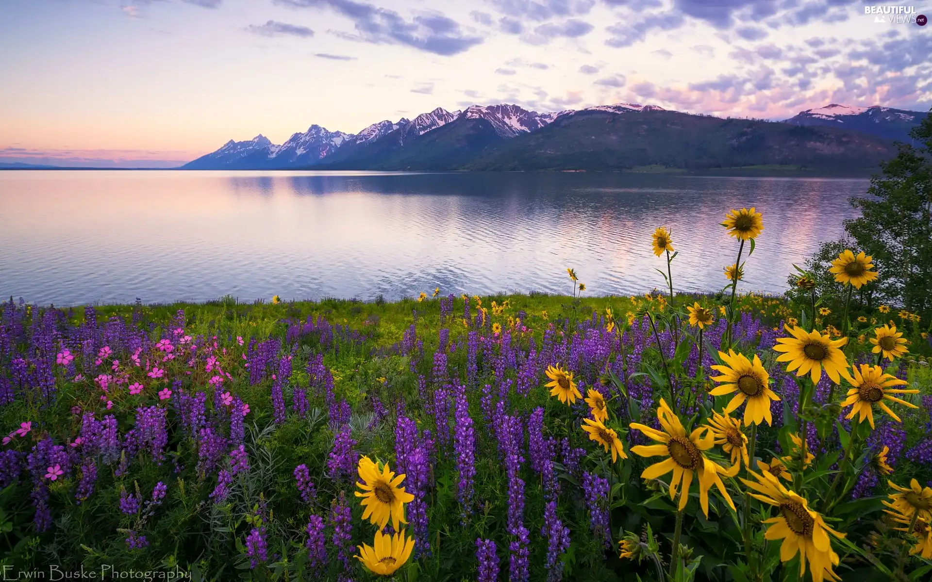 Meadow, lake, Yellow, Flowers, lupine, Mountains