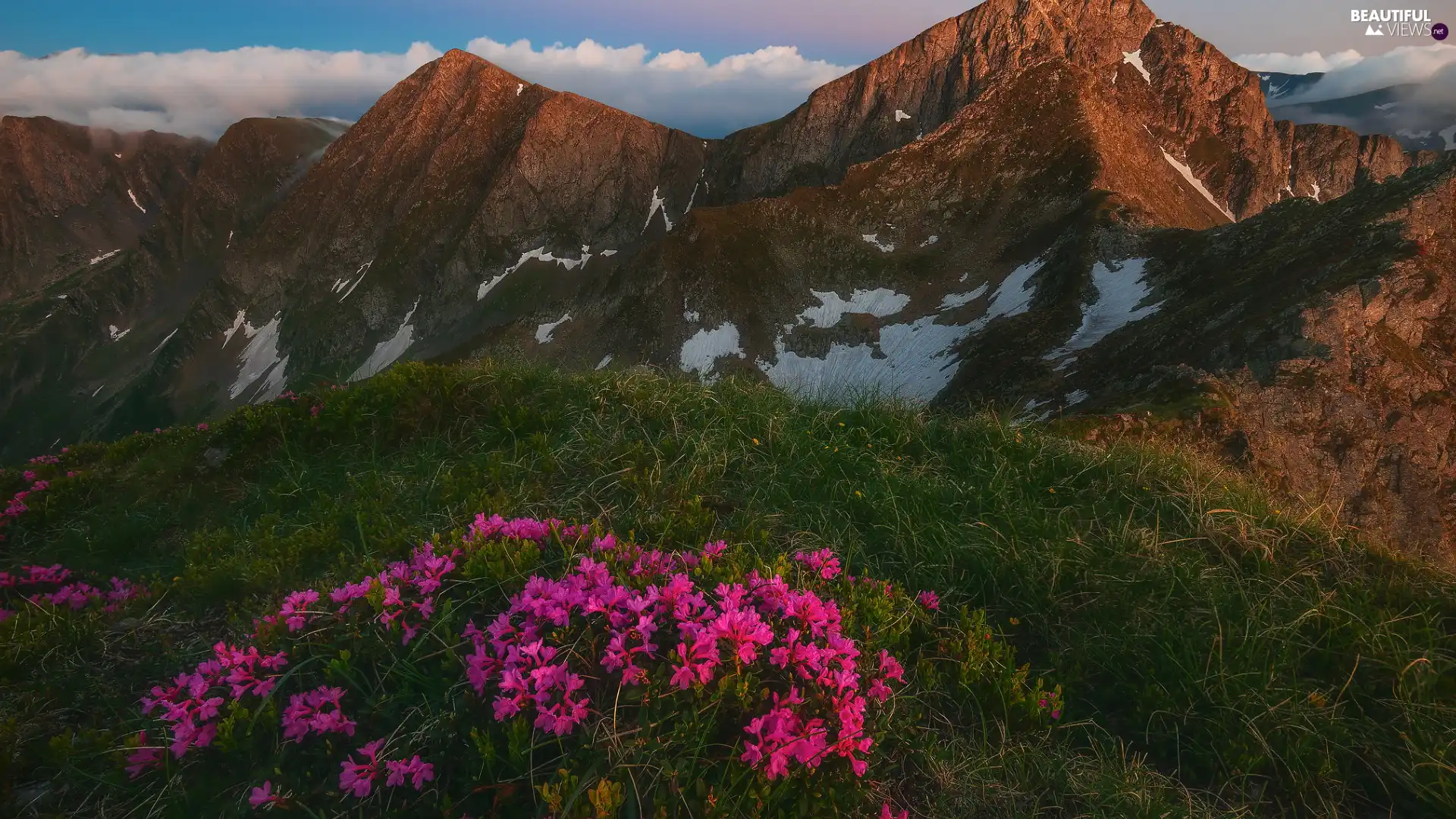 Pink, Flowers, peaks, grass, Mountains