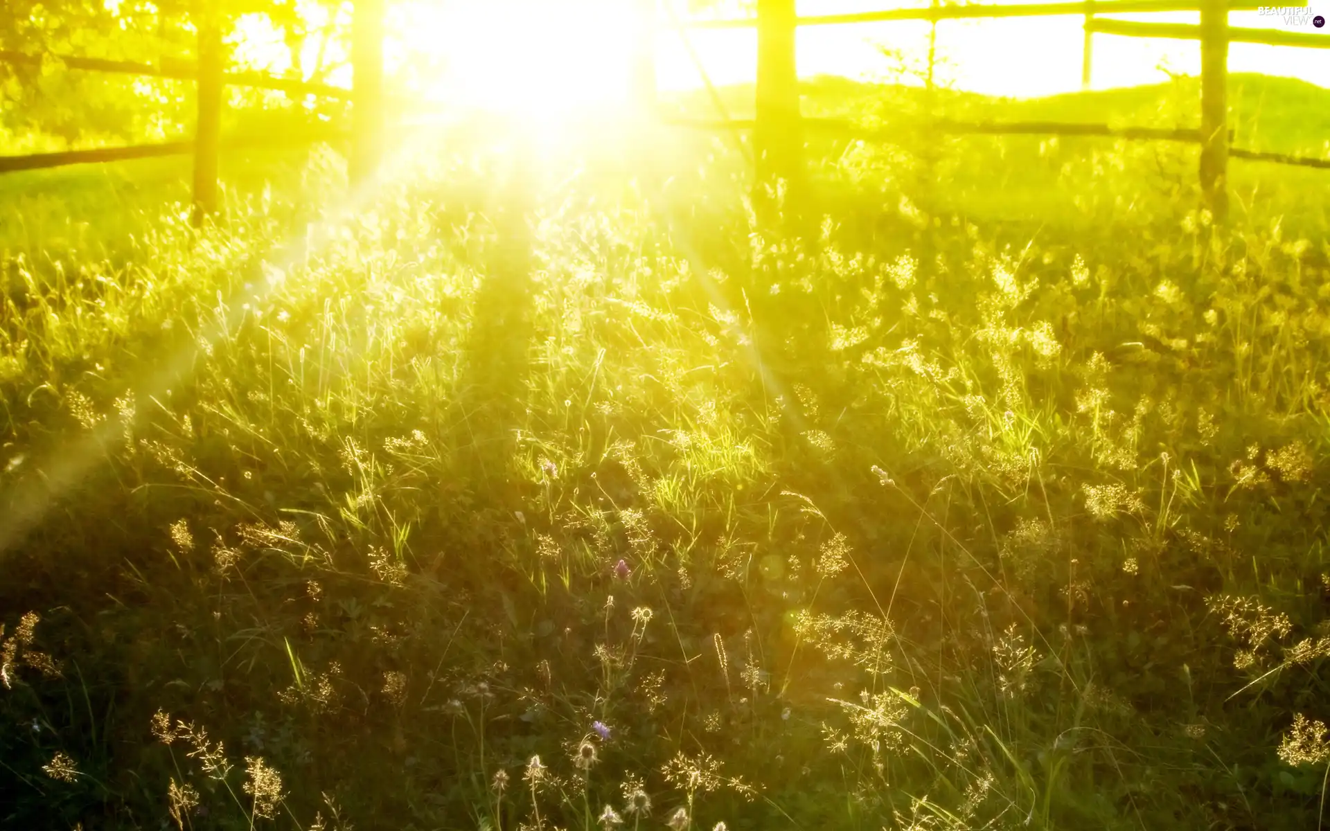 rays, Meadow, Flowers, sun