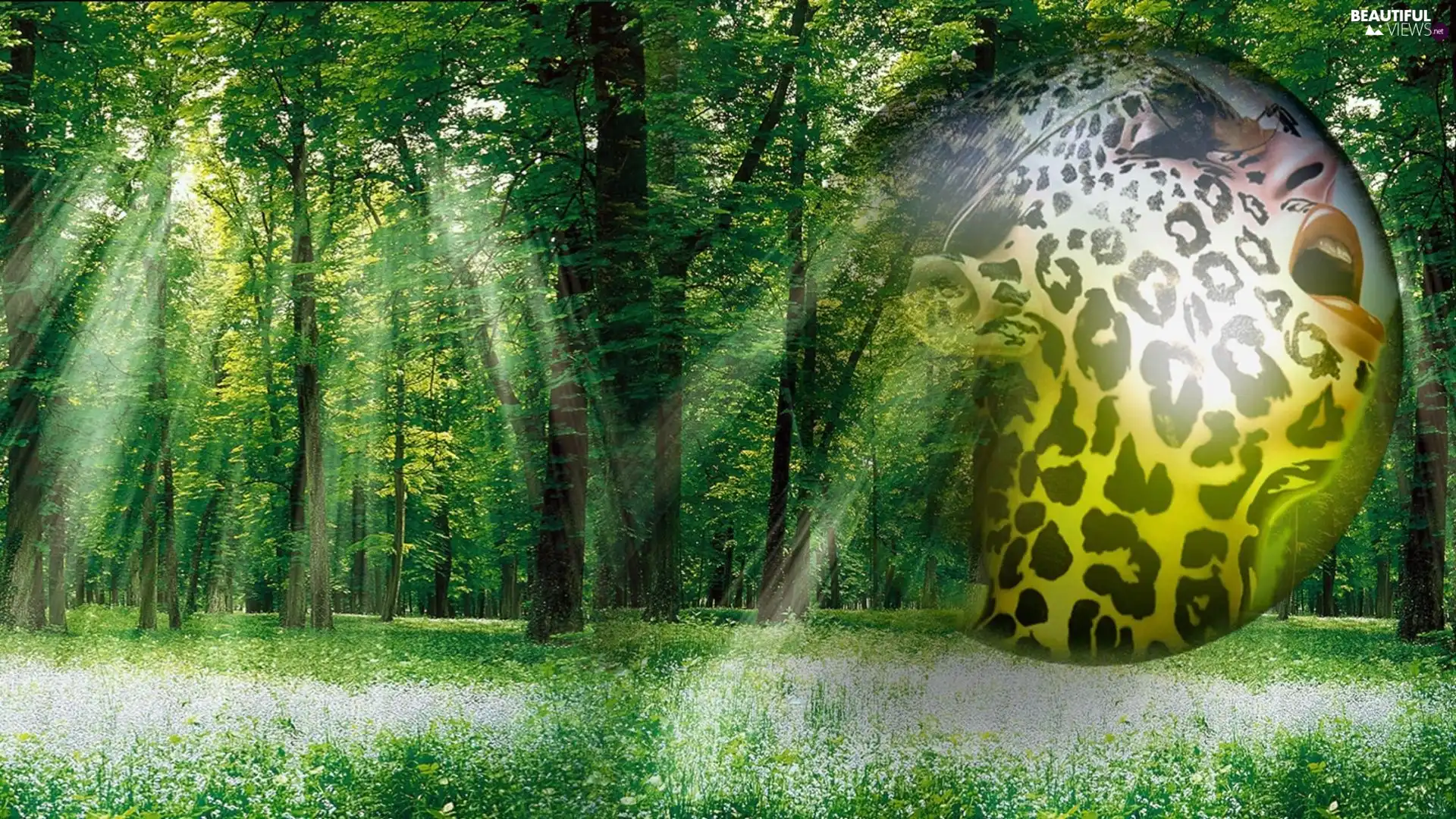 Flowers, rays, forest, Wildflowers, Spring