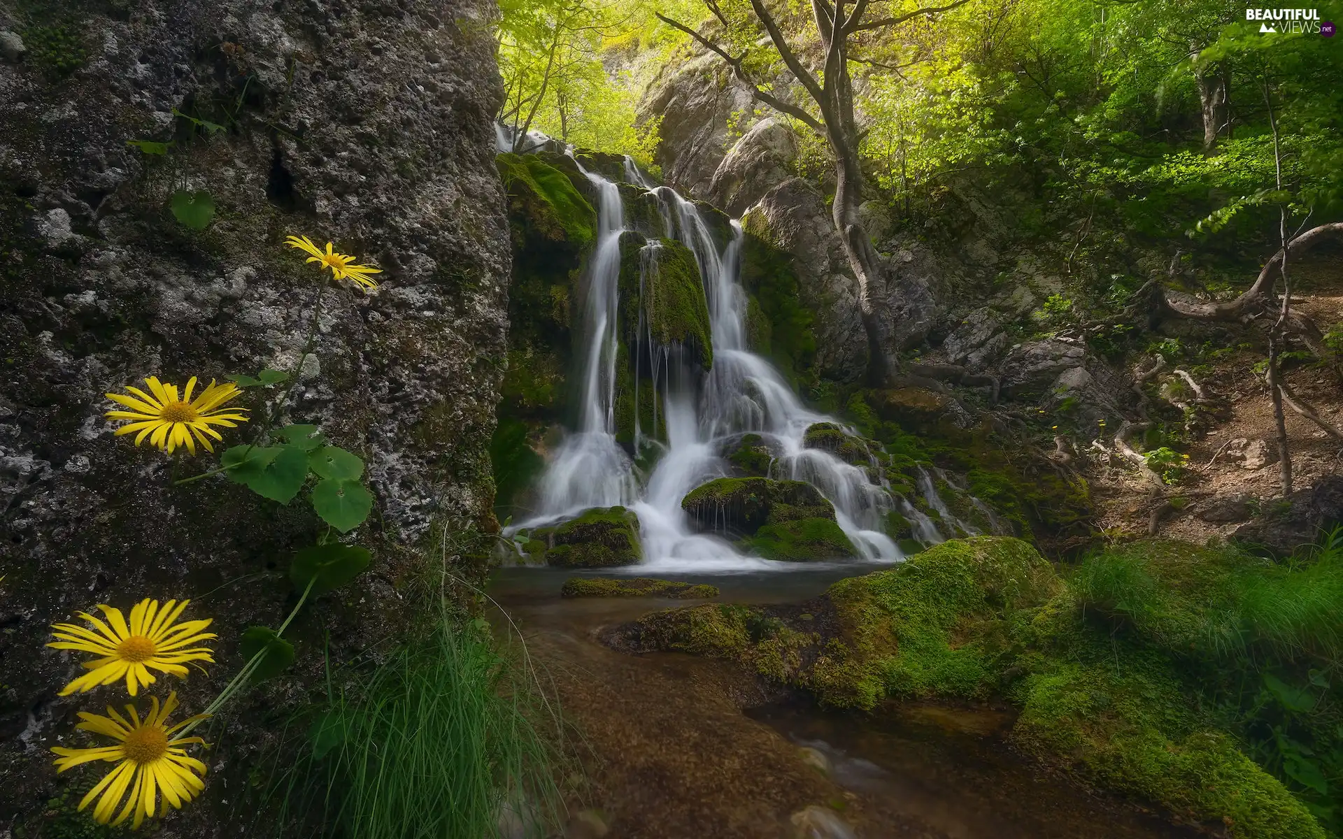 cascade, trees, rocks, viewes, mossy, waterfall, forest, Flowers
