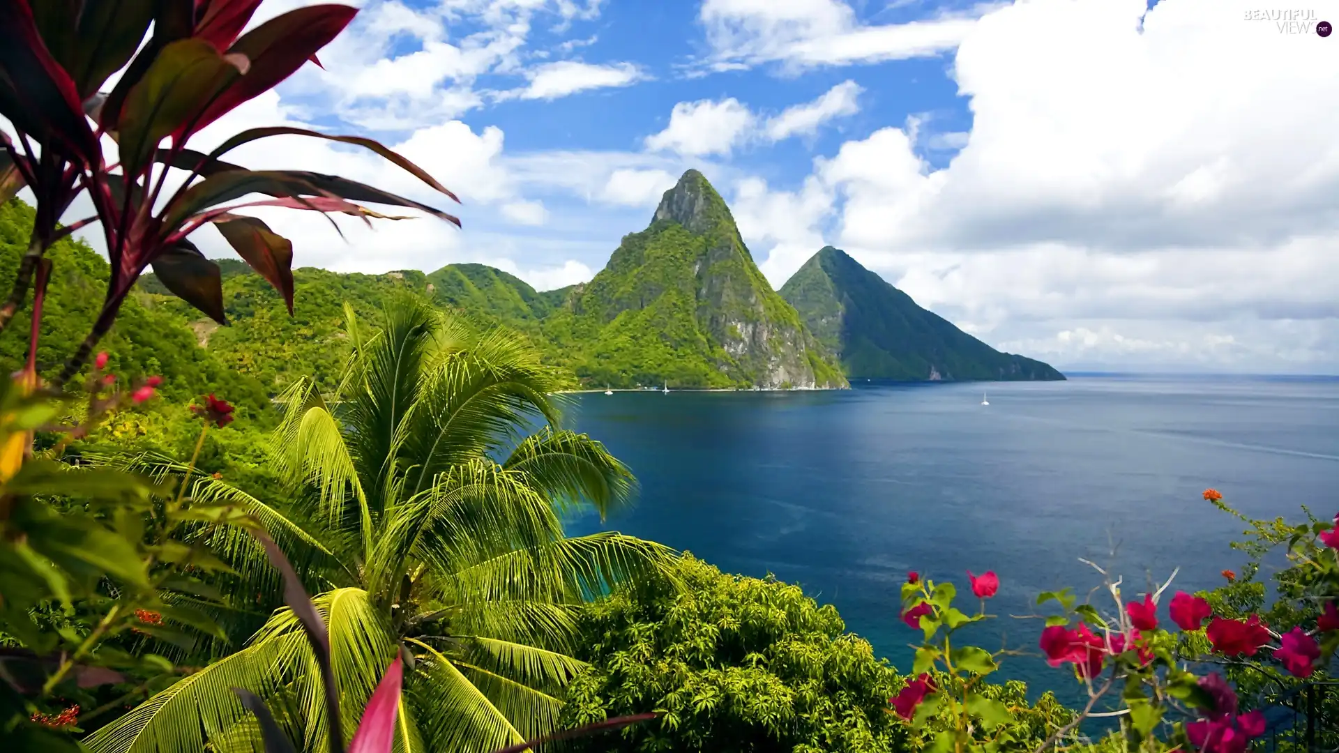 Flowers, Mountains, sea