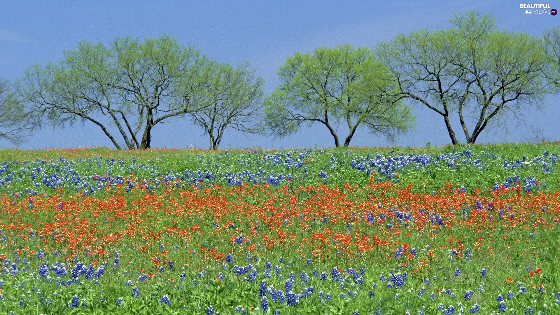 Flowers, Spring, trees, viewes, Meadow