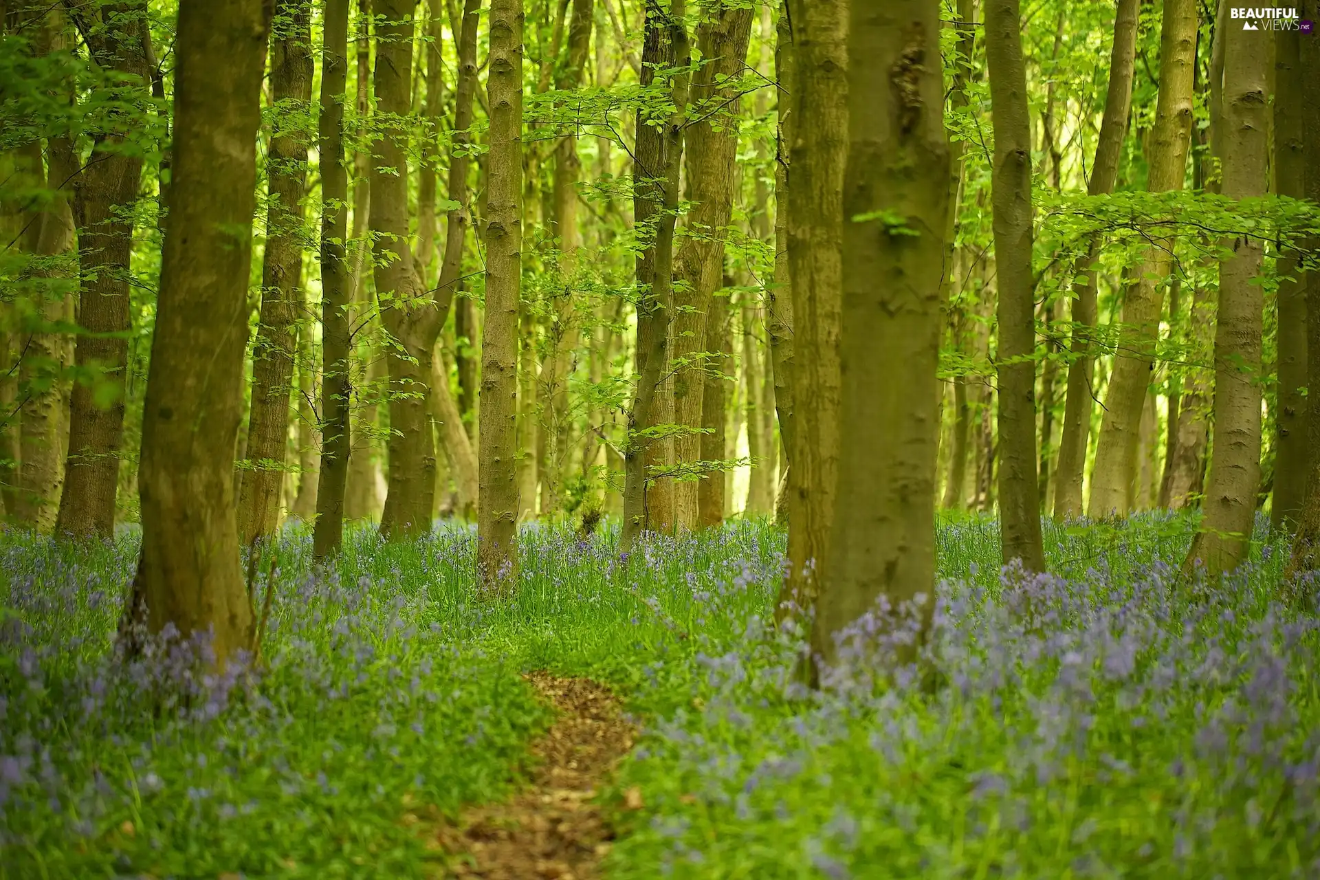 Spring, Wildflowers, Flowers, forest