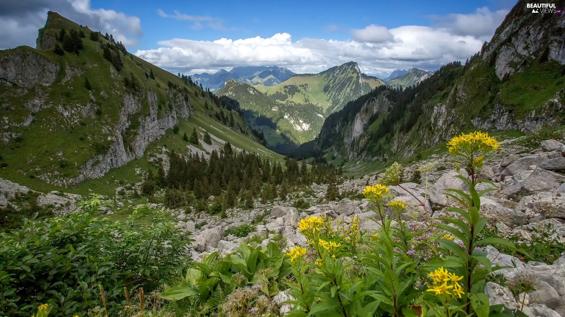 Plants, Flowers, Stones, Spruces, Mountains