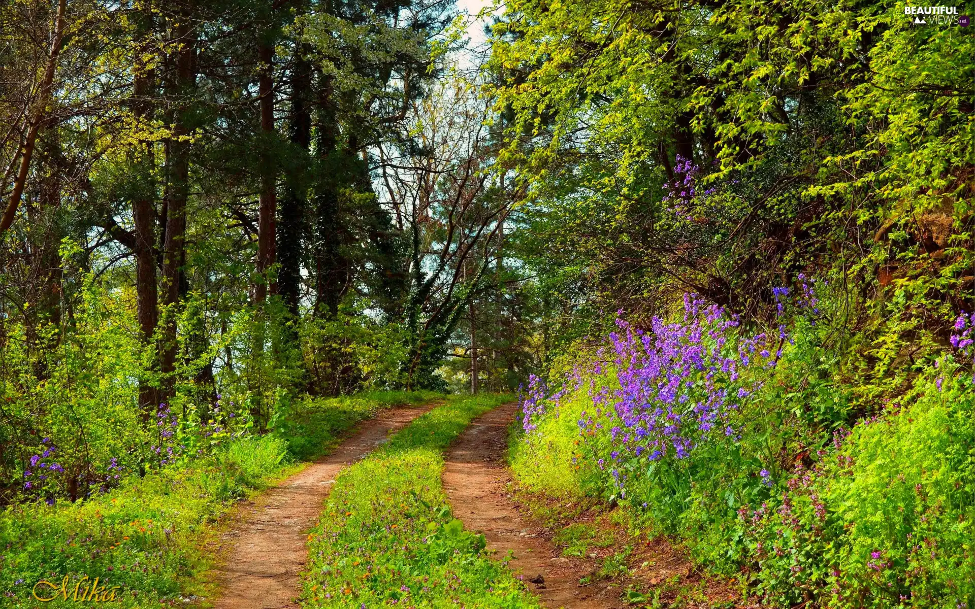 forest, trees, summer, viewes, VEGETATION, Path, Way, Flowers