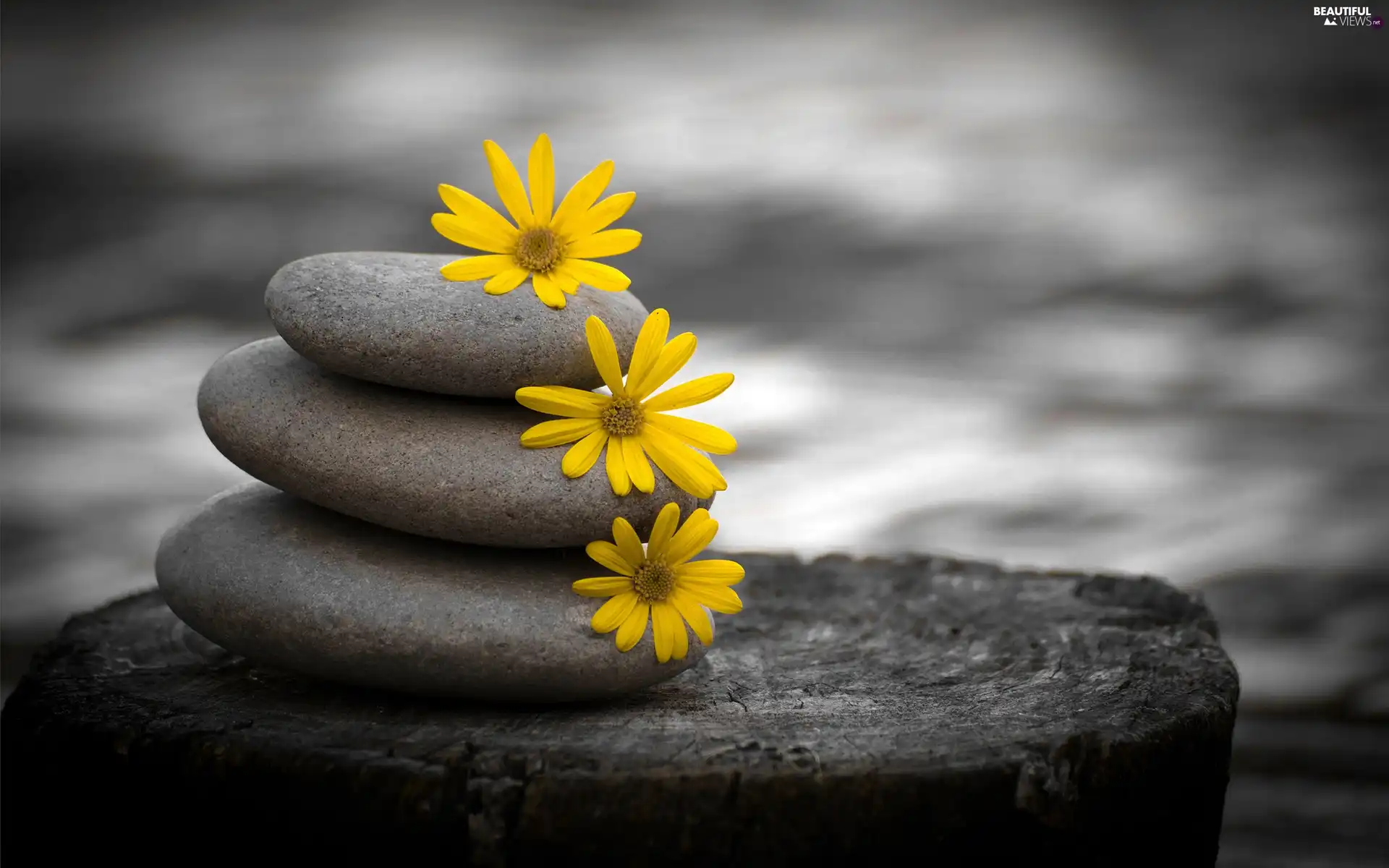 Three, Yellow, Flowers, Stones