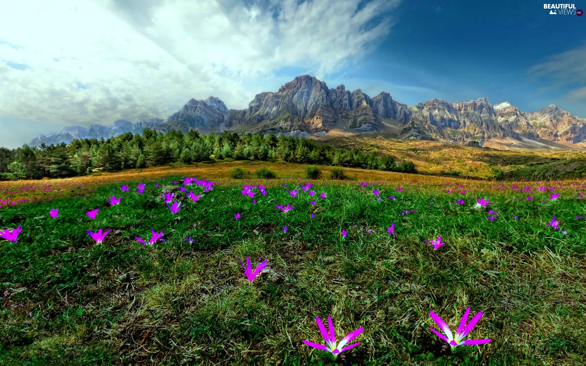 trees, Meadow, Flowers, viewes