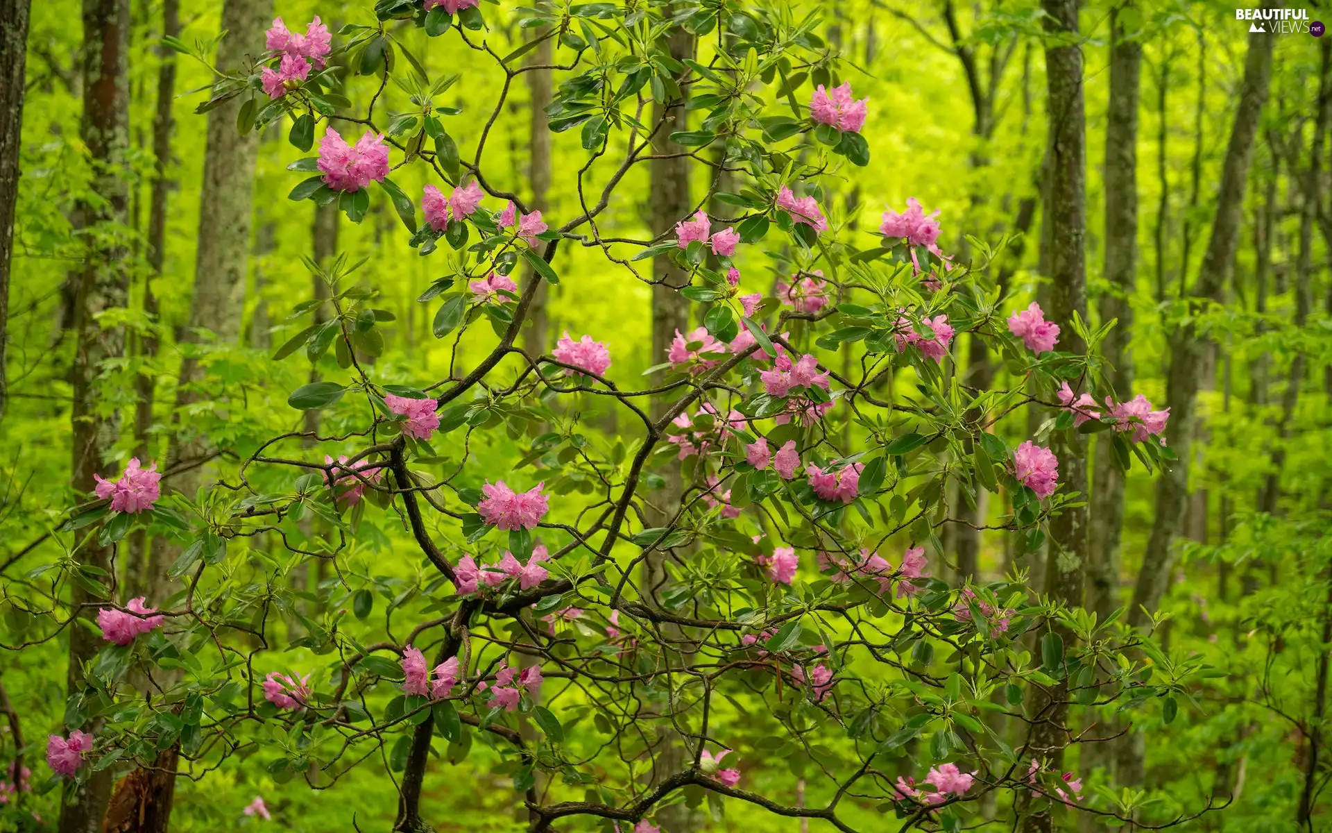 viewes, forest, rhododendron, Flowers, Bush, trees