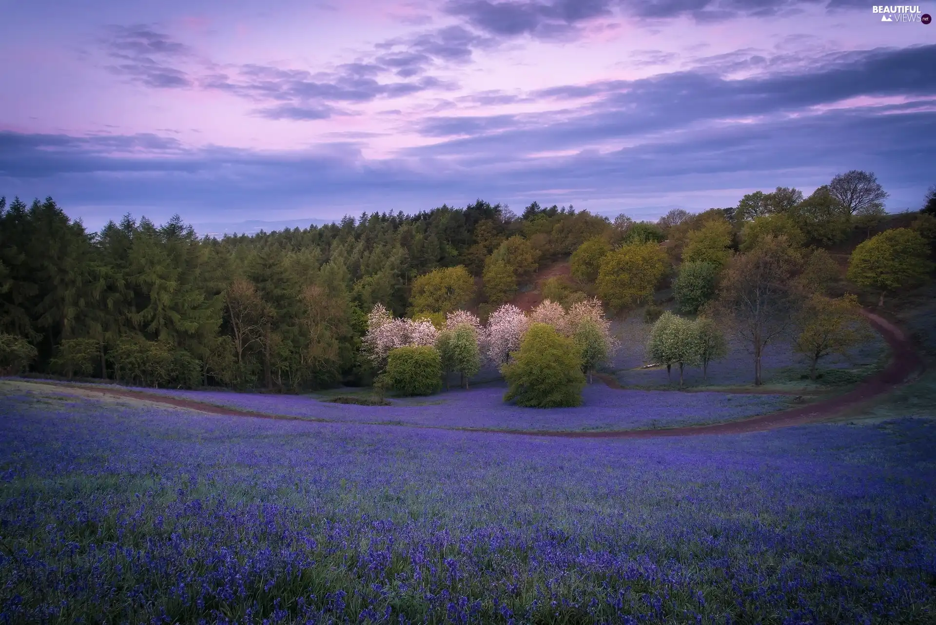 forest, Meadow, viewes, Flowers, Spring, trees, Path