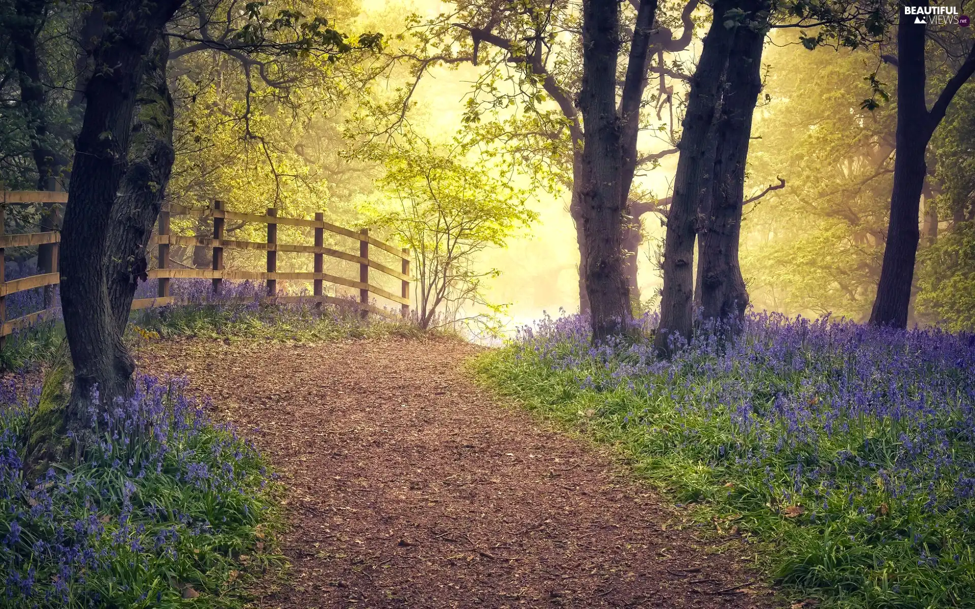 trees, Spring, fence, Flowers, viewes, Way