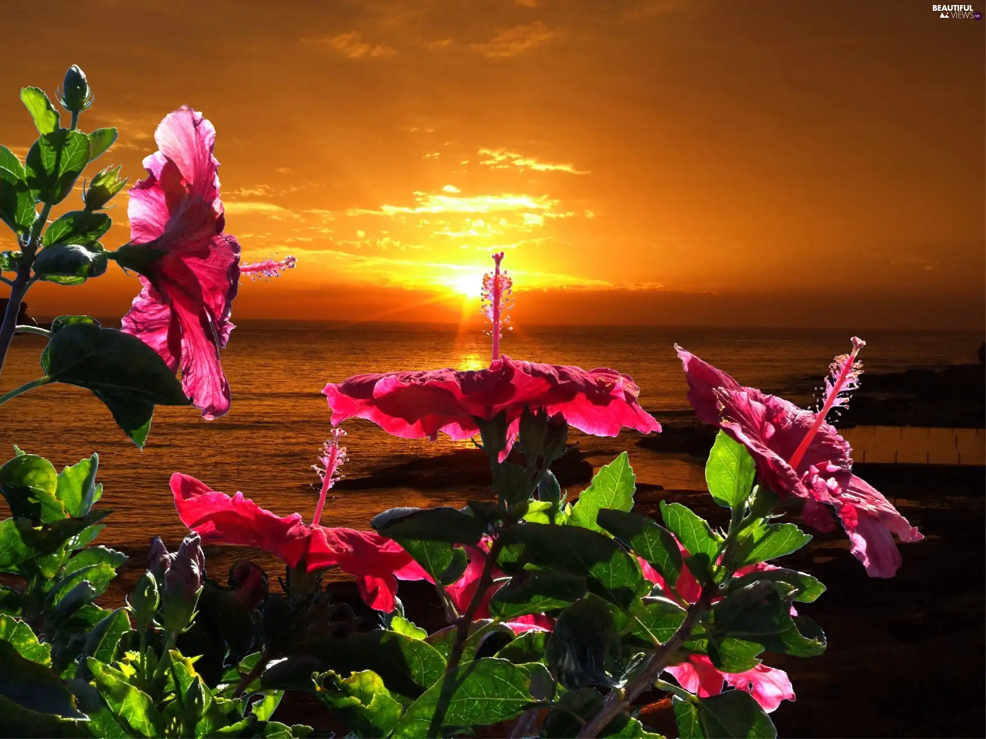 west, sea, Flowers, sun