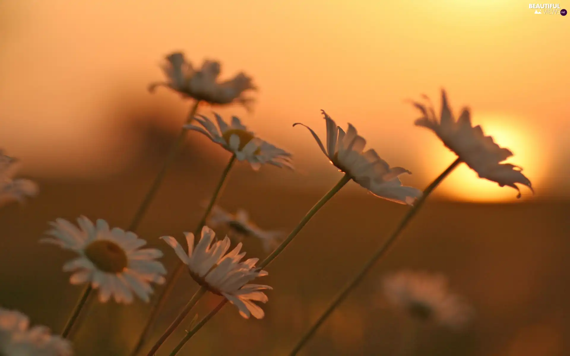 west, White, Flowers, sun