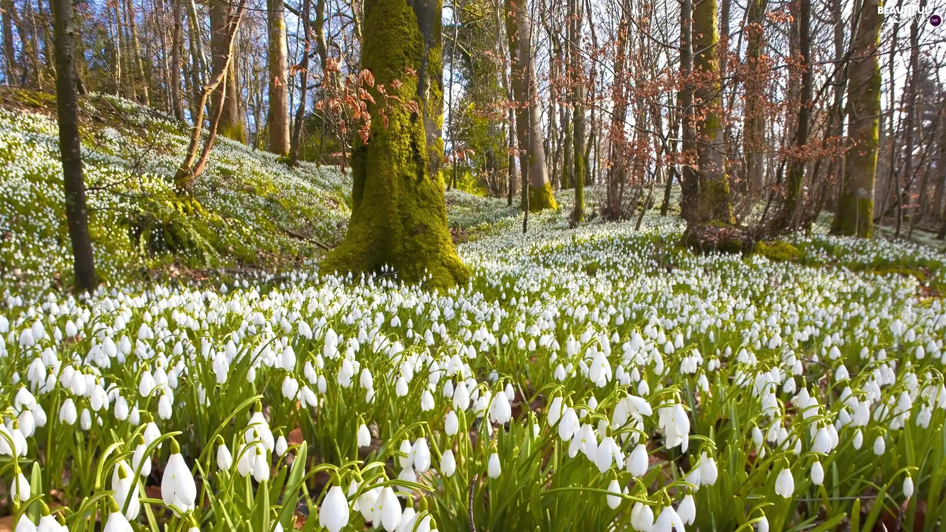 Flowers, forest, White