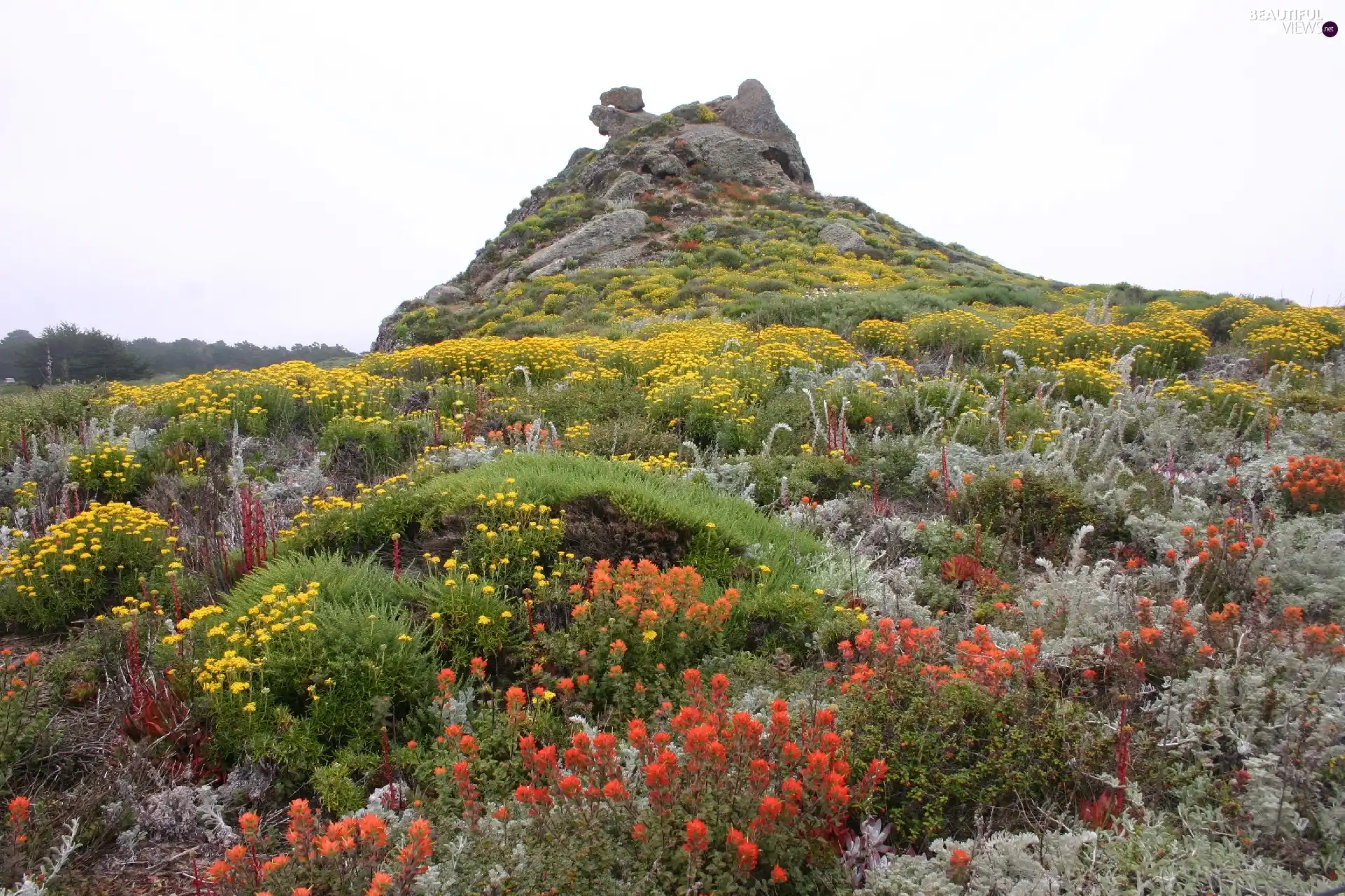 Flowers, Hill, Wildflowers