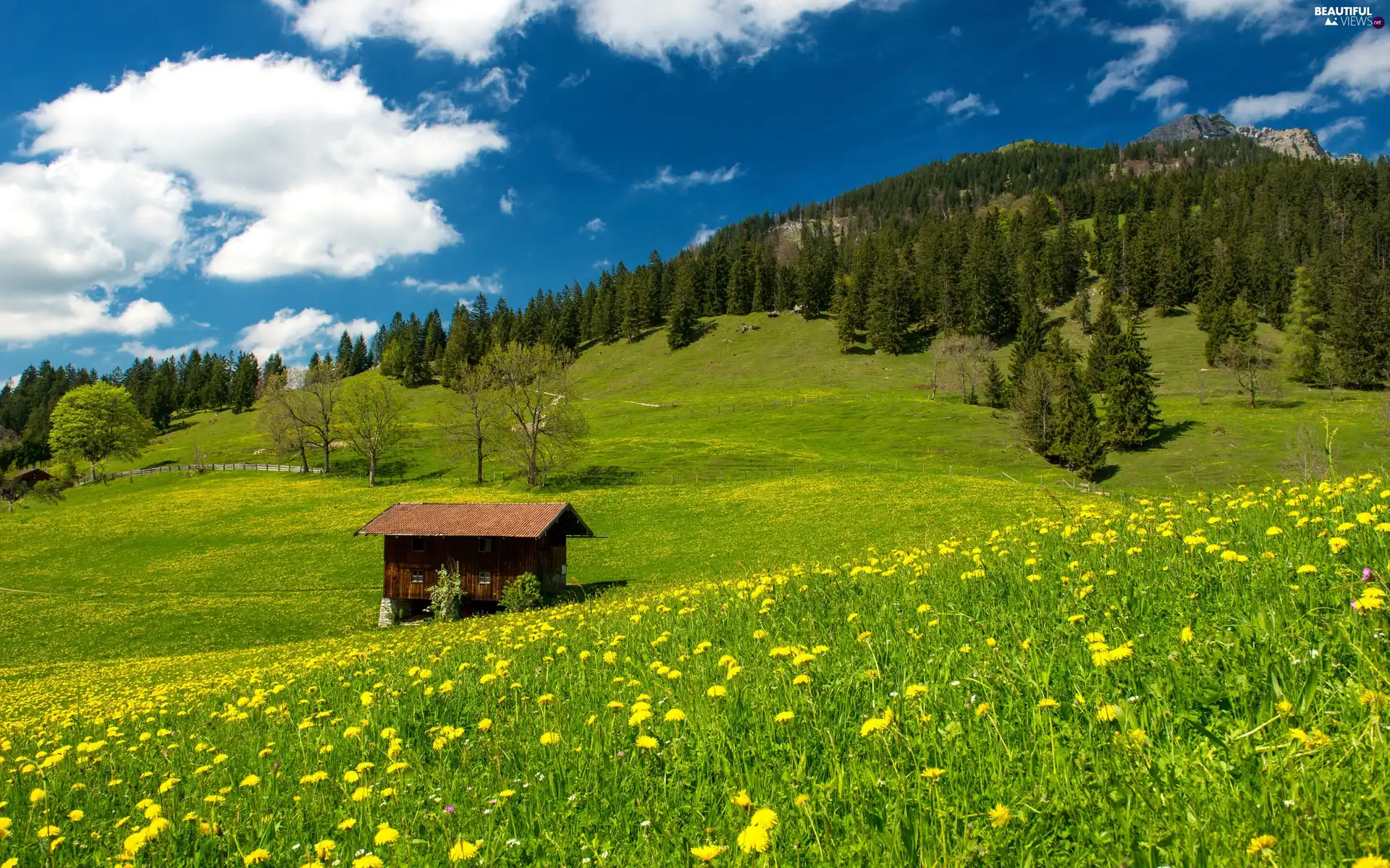 Flowers, woods, Bavarian, medows, Alps