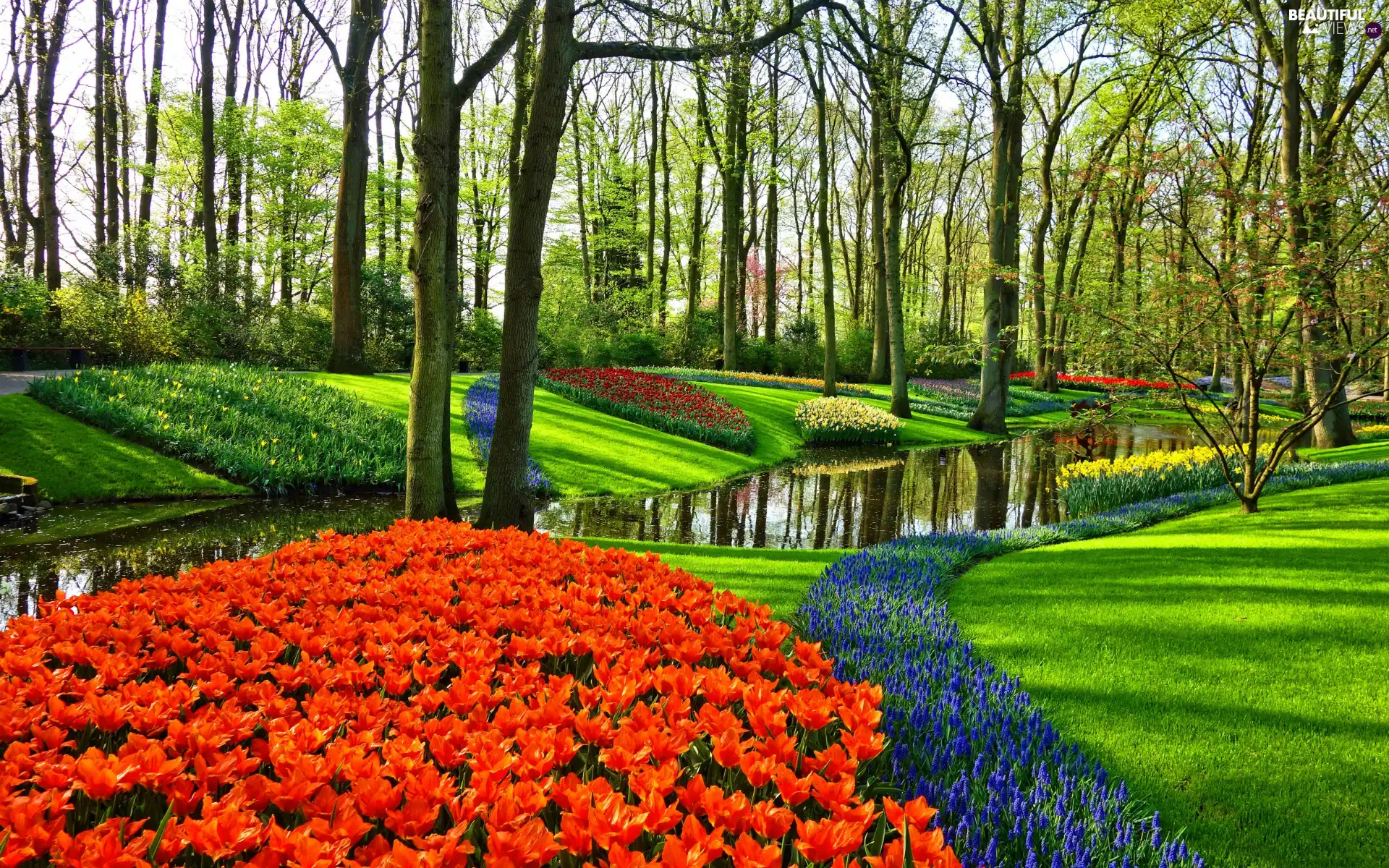 flux, rebates, Flowers, viewes, Tulips, Park, color, Spring, trees, Muscari