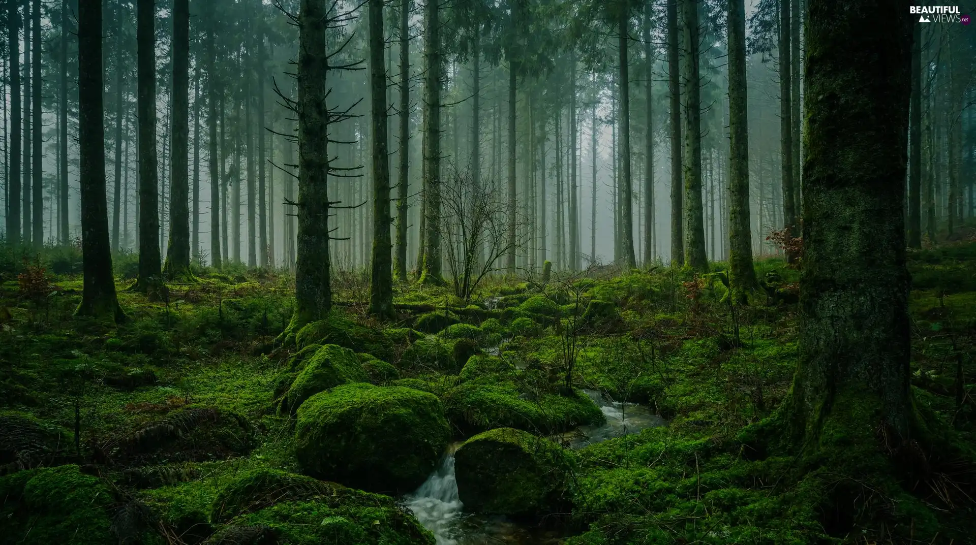 viewes, forest, Stones, flux, mossy, trees