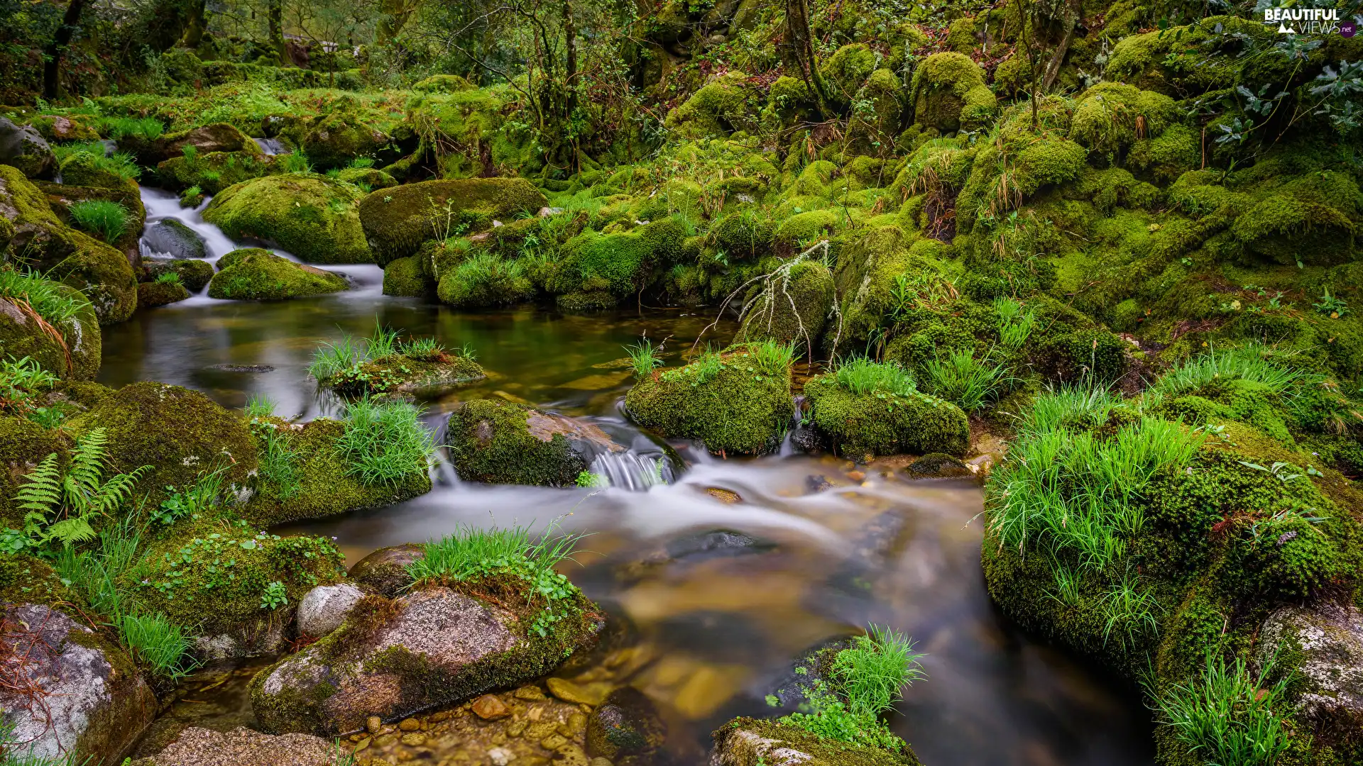 Fern, Stones, viewes, flux, mossy, trees, VEGETATION