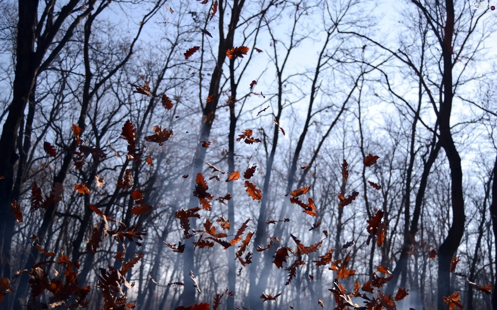 Fog, autumn, falling, Leaf, forest