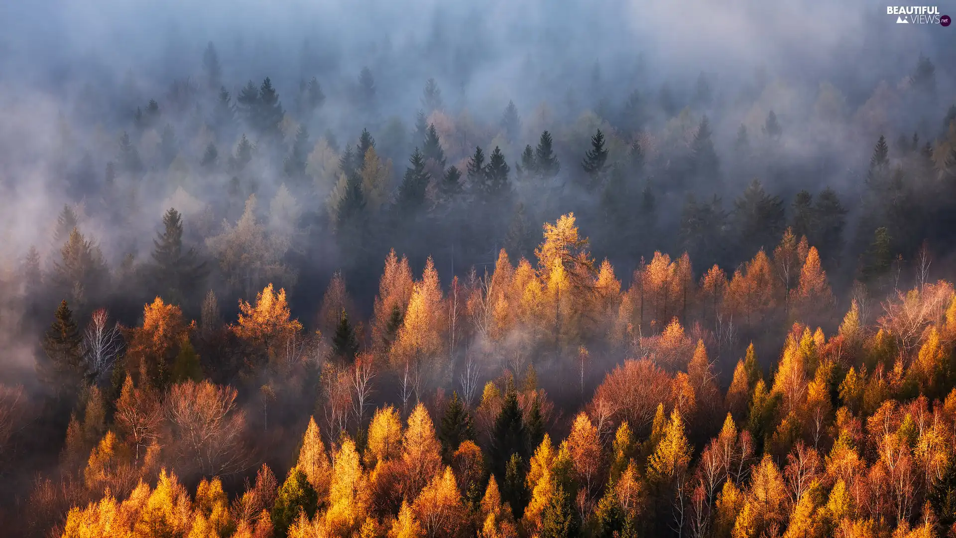 viewes, Fog, autumn, trees, forest