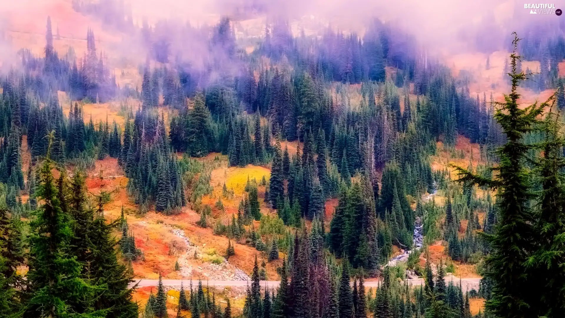 Fog, autumn, trees, viewes, forest