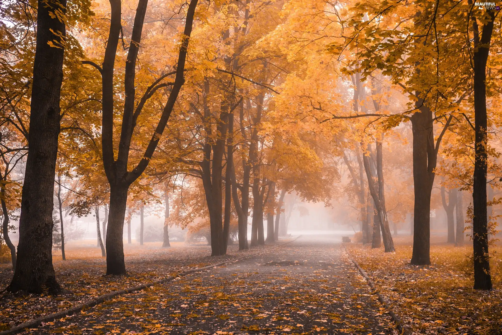 viewes, Fog, autumn, trees, Park