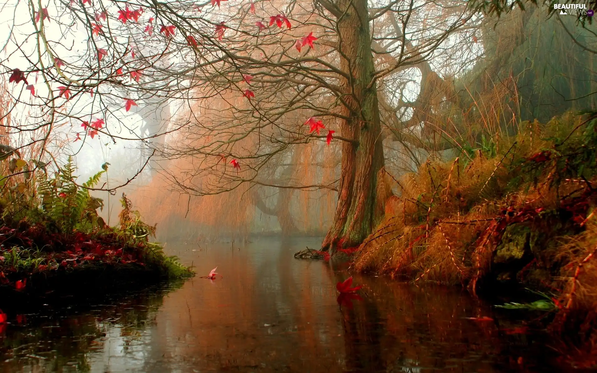 Fog, River, autumn