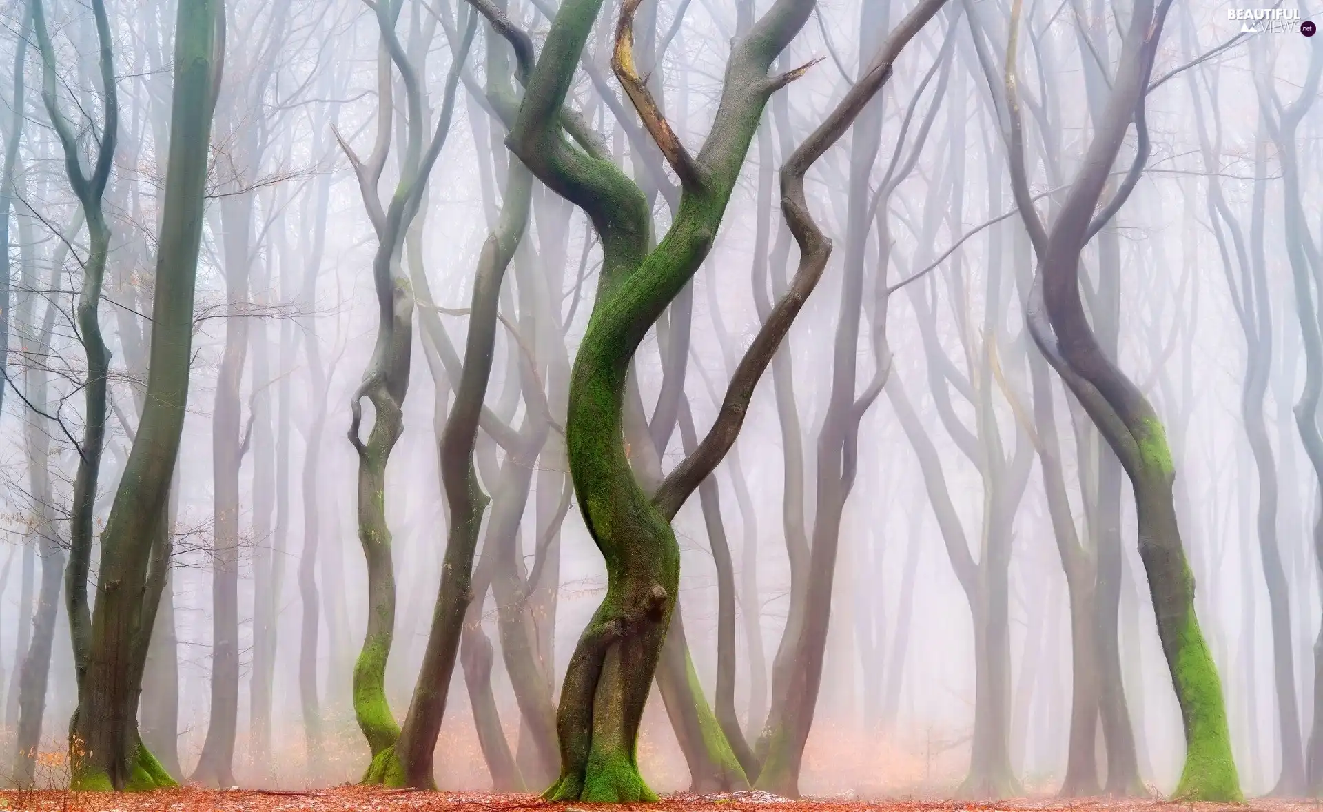 trees, forest, Fog, autumn, viewes, bent