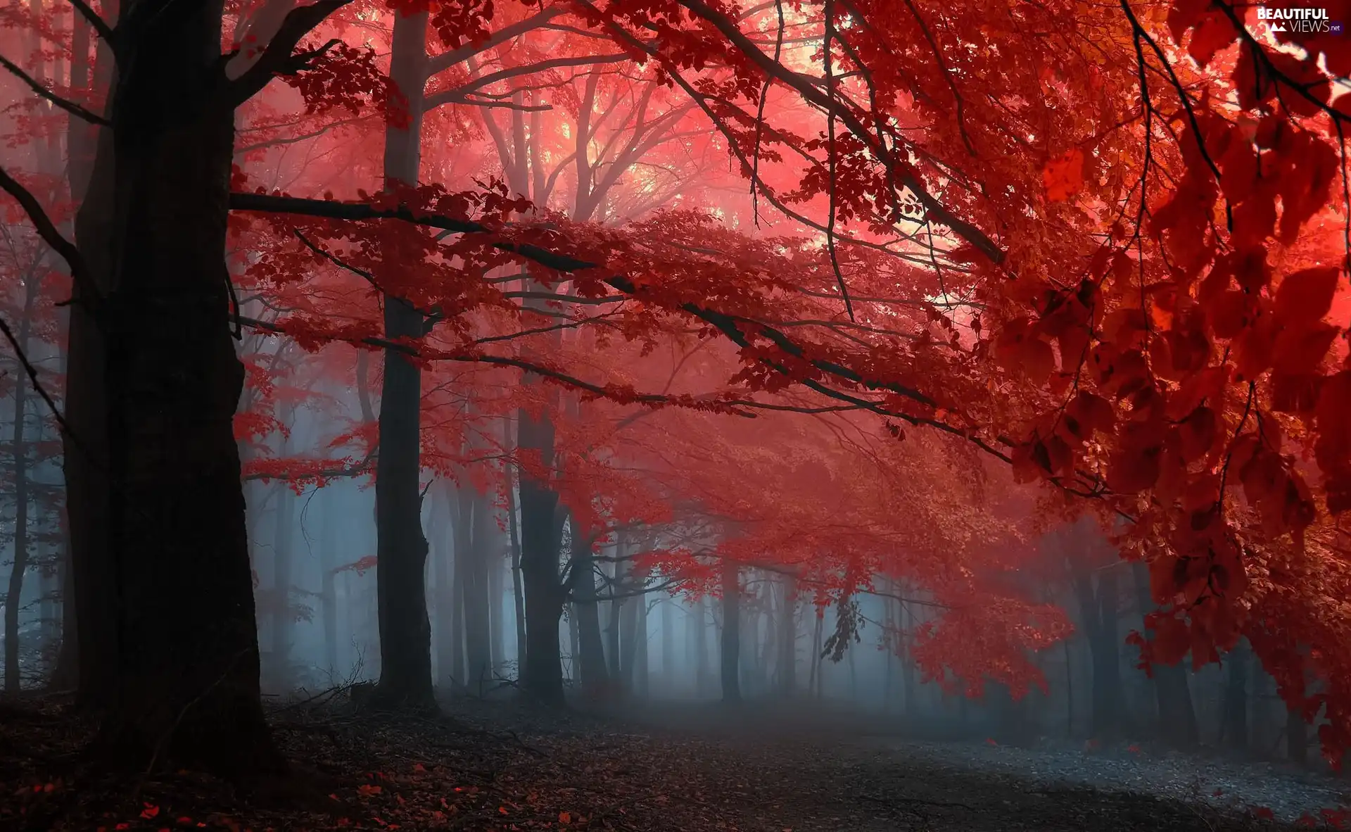 autumn, viewes, Fog, trees