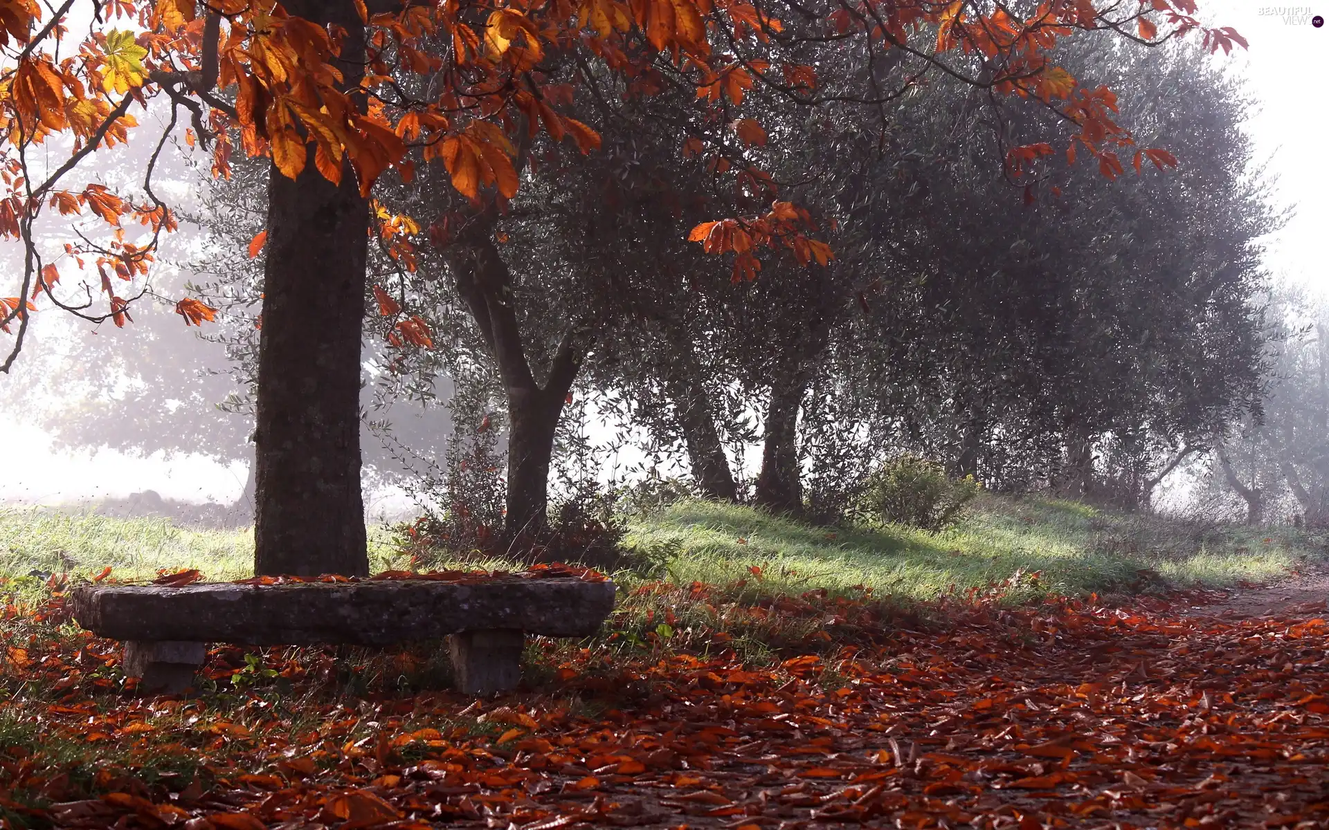 viewes, Park, Fog, autumn, Way, trees