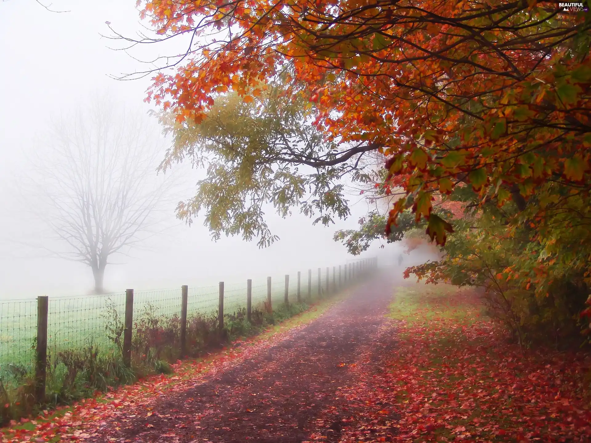 Fog, autumn, trees, viewes, Way